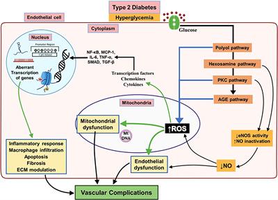 Epigenetic basis of diabetic vasculopathy